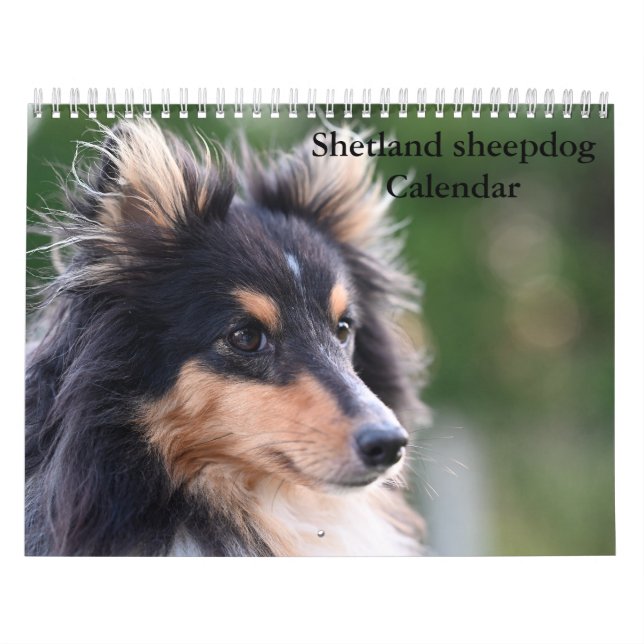 Calendrier Shetland Sheepdog 2025 (Protection)