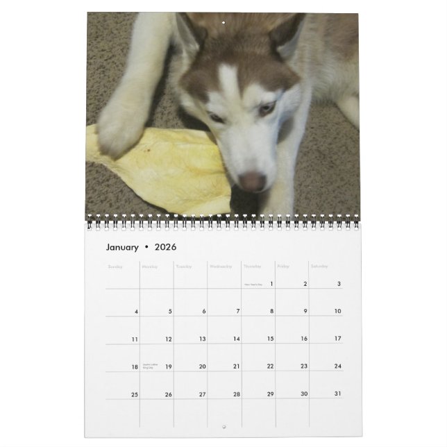 Calendrier Sibérien husky grandissant (Jan 2026)