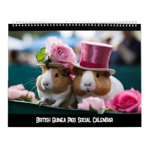 Calendrier social des Cochons de Guinée britanniqu