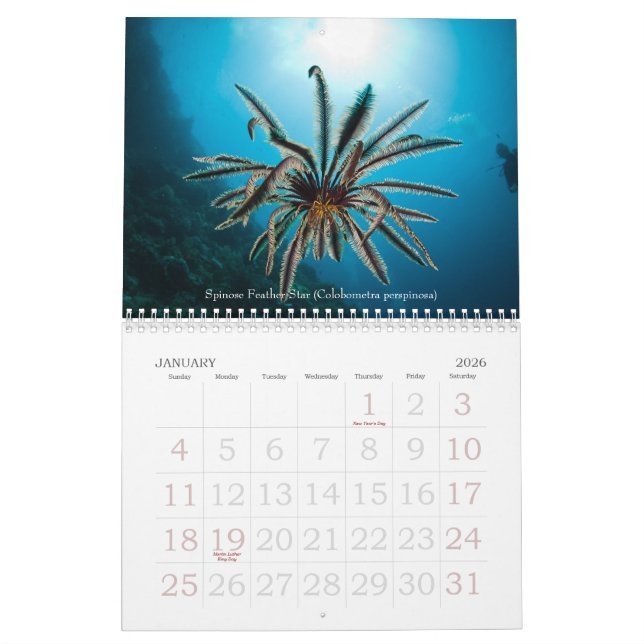 Calendrier sous-marin d'espèce marine de 2012 (Jan 2026)