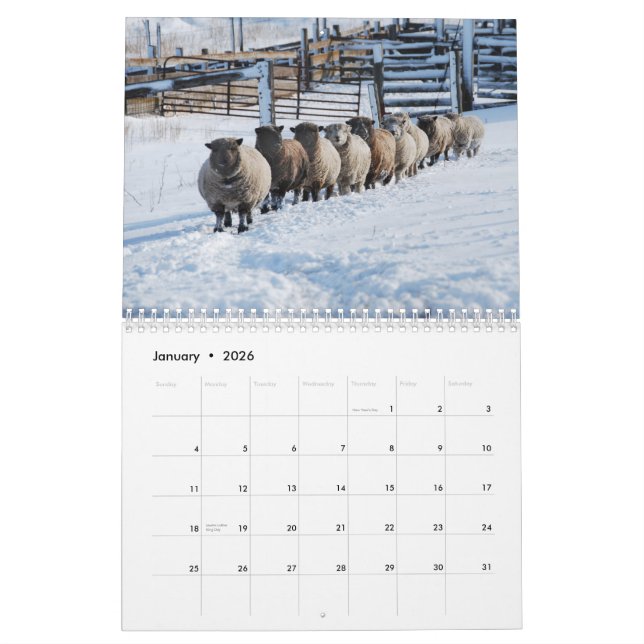 Calendrier Southdown des moutons 2013 NABSSAR de (Jan 2026)