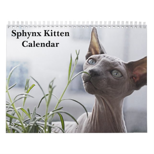 Calendrier Sphynx Kitten 2026 (Protection)