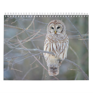 Calendrier Strix Varia de hibou barré