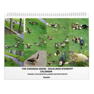 CALENDRIER THE *CANADIAN GEESE* - *DUCKLINGS* STANDOFF 2026