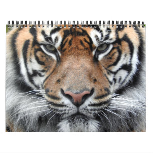 Calendrier Tigre de Sumatran