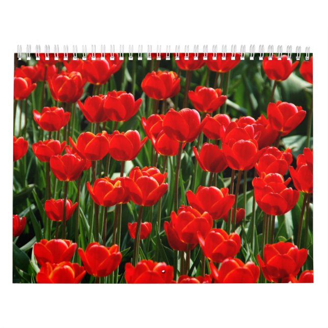 Calendrier Tulipe élégante et fleurs florales Roses Photograp (Protection)