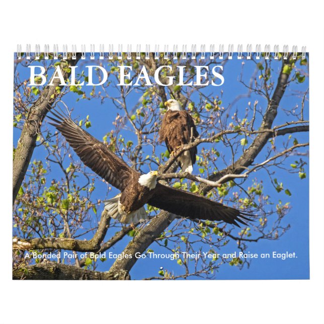 CALENDRIER VIE DE BALD EAGLE (Protection)