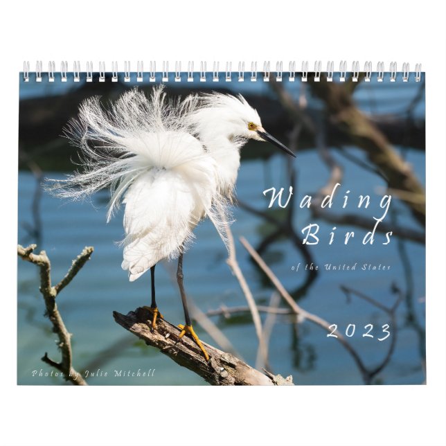 Calendrier Wading Birds of the USA - Photo originale (Protection)