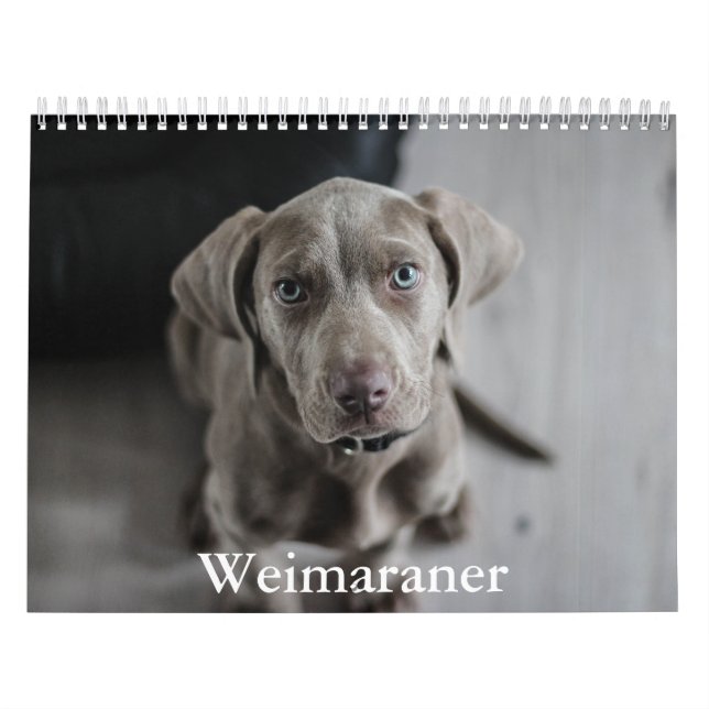 Calendrier Weimaraner (Protection)