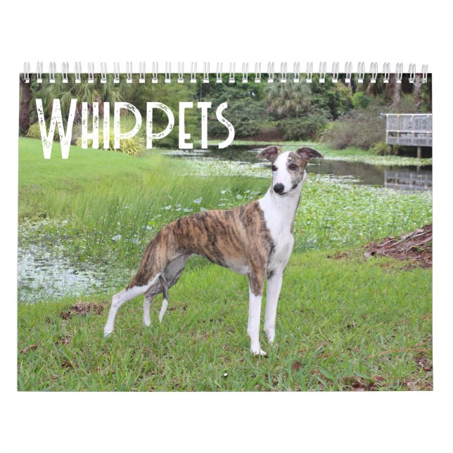 Calendrier Whippet (Protection)