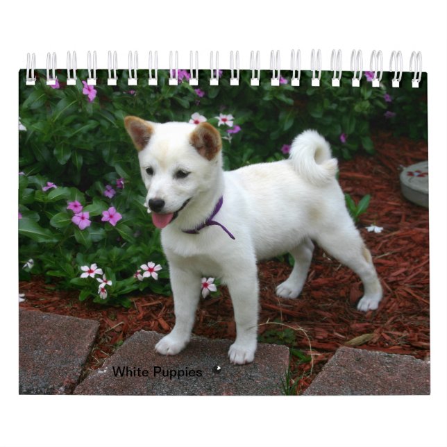 Calendrier White Puppies (Protection)