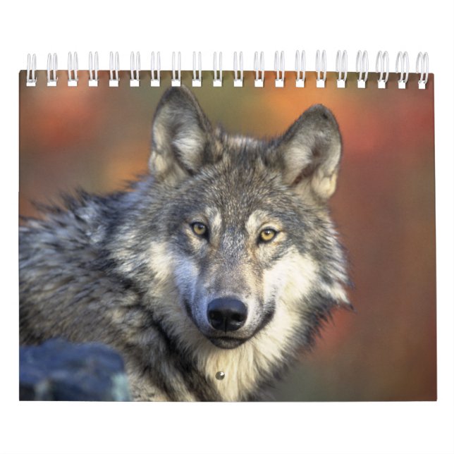 Calendrier Wolf Wolves Dans La Photographie De La Nature (Protection)