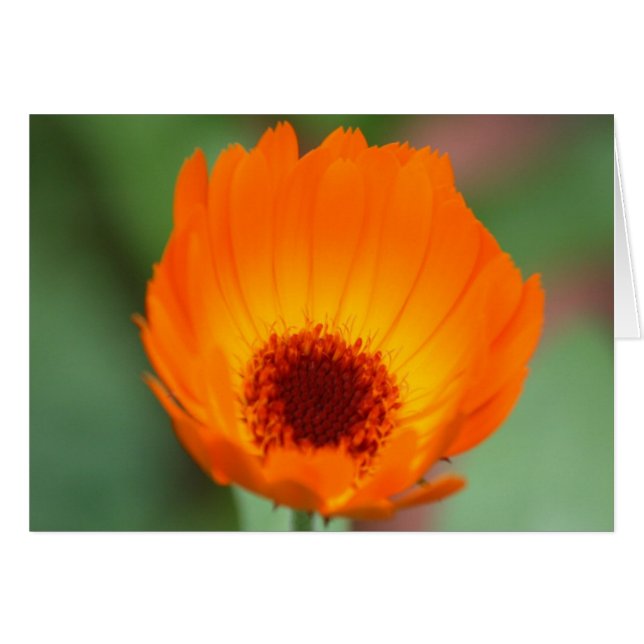 Calendula (Devant horizontal)