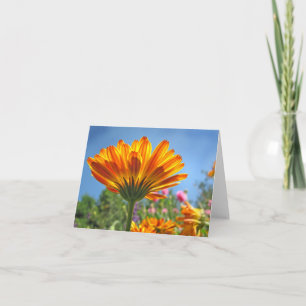 Calendula Note Card