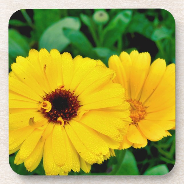Calendula Officinalis Coaster (Front)