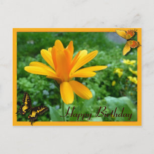 Calendula yellow postcard