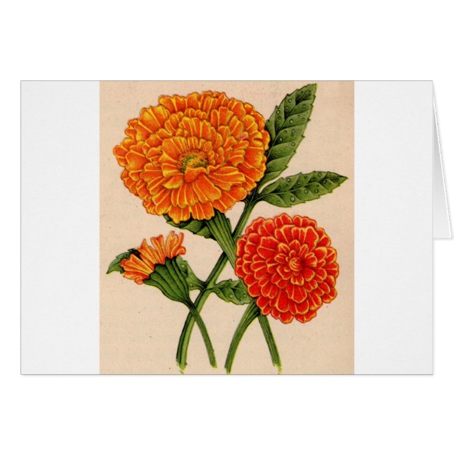 calendulas in orange (Front Horizontal)