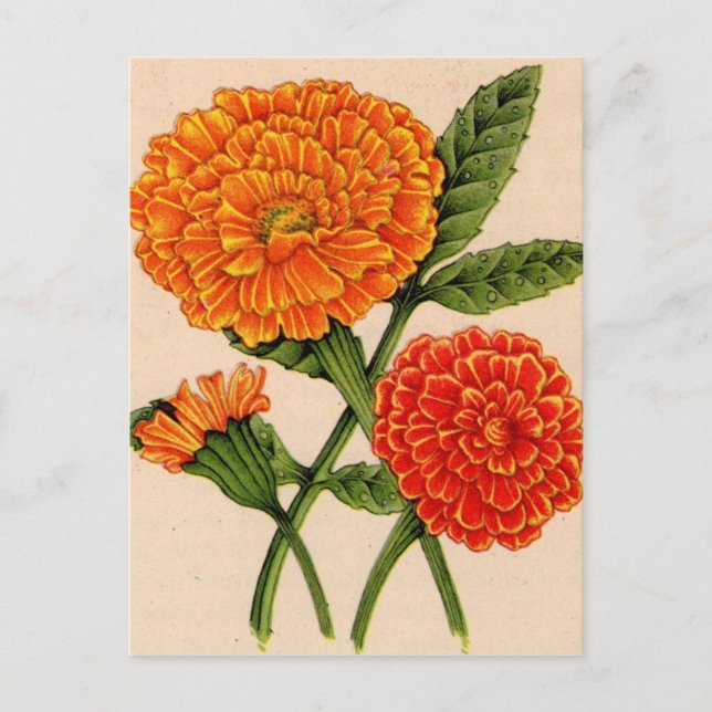 calendulas in orange postcard (Front)