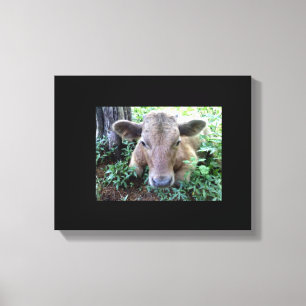 Calf 1 Stretched Canvas Print