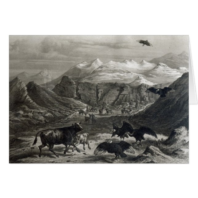 Calf being attacked by the Condors (Front Horizontal)