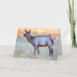 Calf Elk Madison Junction, Wyoming Card