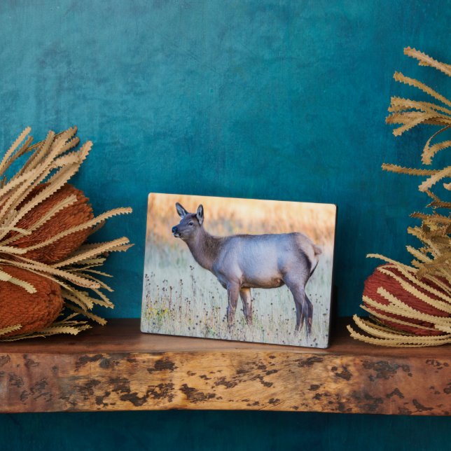 Calf Elk | Madison Junction, Wyoming Plaque (Side)
