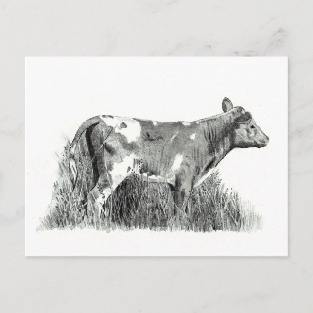 CALF IN PENCIL POSTCARD (Front)