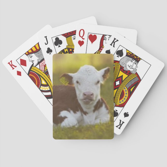 Calf Resting Playing Cards (Back)