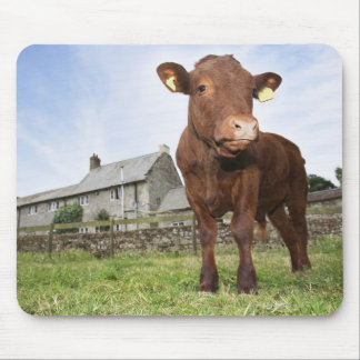 Calf standing in meadow mouse pad