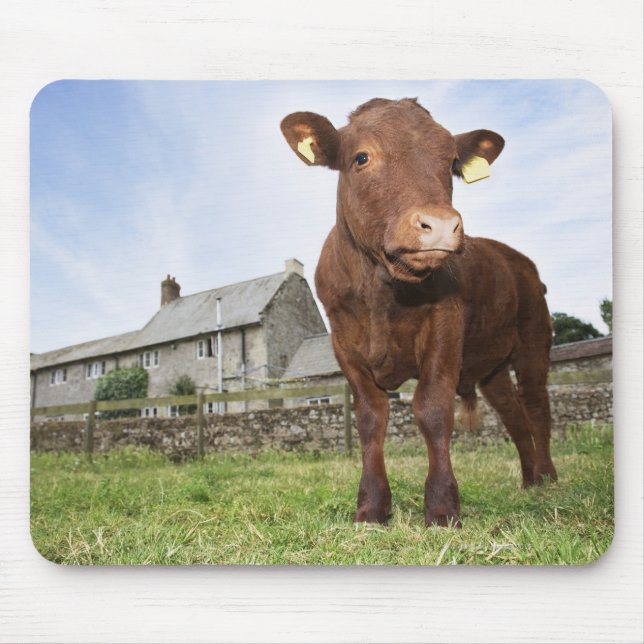 Calf standing in meadow mouse pad (Front)