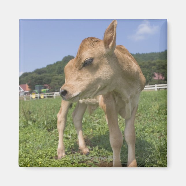Calf standing magnet (Front)