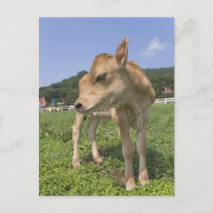 Calf standing postcard