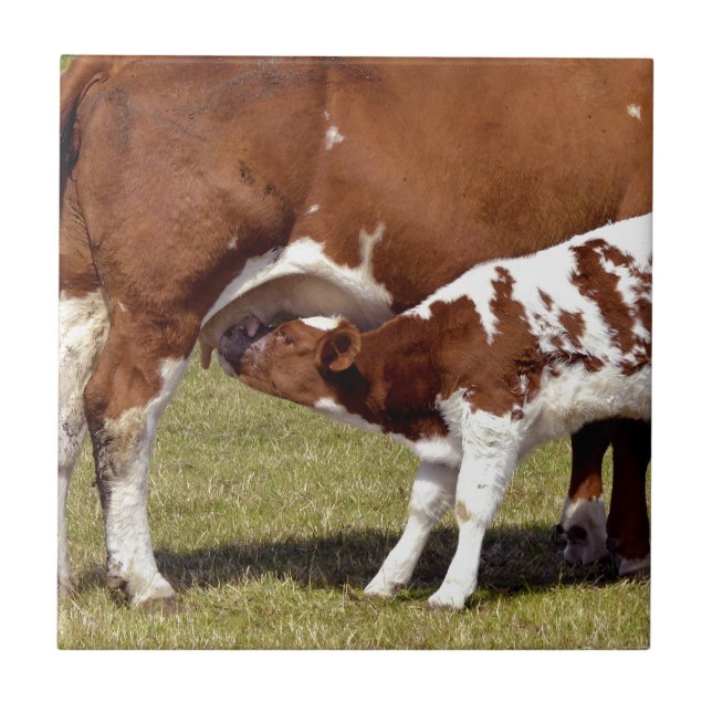 Calf suckling tile (Front)