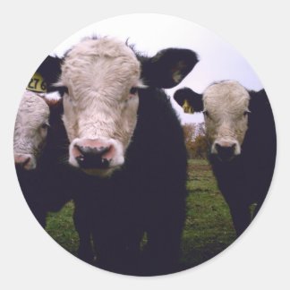 Calf Trio Classic Round Sticker