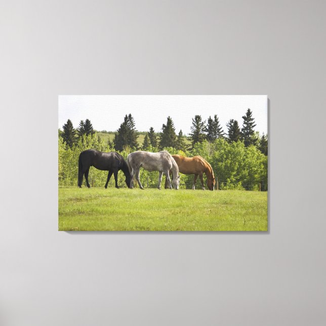 Calgary, Alberta, Canada Canvas Print (Front)
