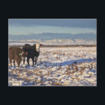 calgary, alberta, canada postcard<br><div class="desc">Animals->Cow</div>