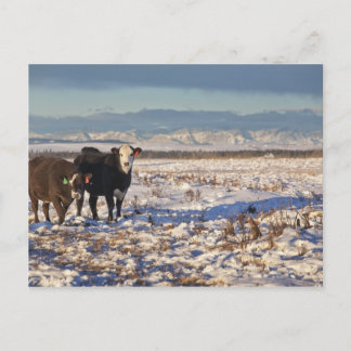 calgary, alberta, canada postcard