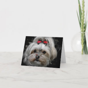 Cali Lollipop Lucky Ladybug Blank Note Card