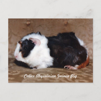 Calico Abyssinian Guinea Pig Postcard