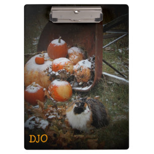 Calico and Pumpkins look for snow Clipboard