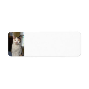 Calico cat