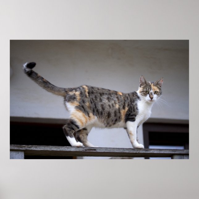 Calico Cat at the balcony Poster (Front)