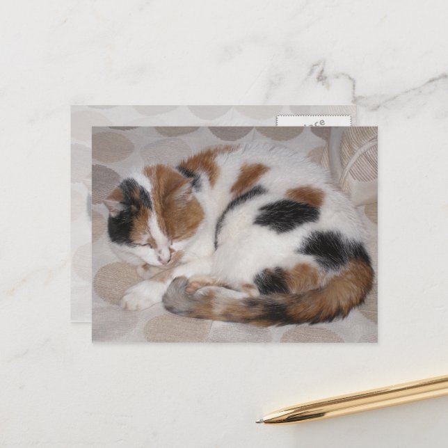 Calico cat curled up on bed postcard (Front/Back In Situ)