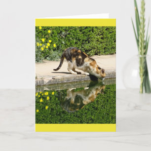 Calico Cat Drinking Water Card