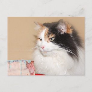 Calico cat eats birthday cake holiday postcard