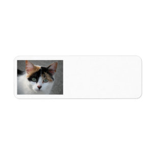 Calico Cat Étiquettes de adresse