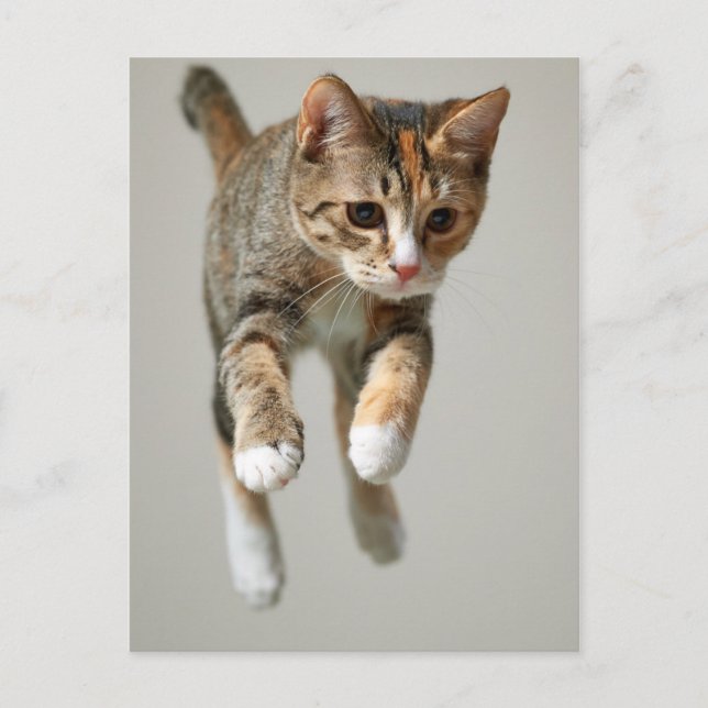 Calico Cat Jumping Postcard (Front)