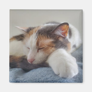 Calico cat magnet