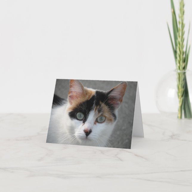 Calico cat note card (Front)