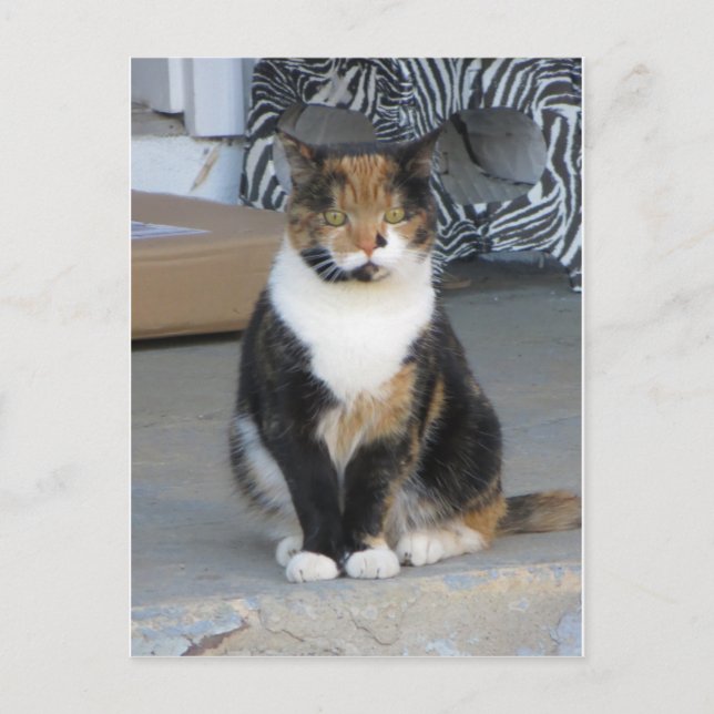 Calico Cat Postcard (Front)